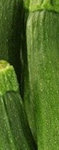 ZUCCHINE